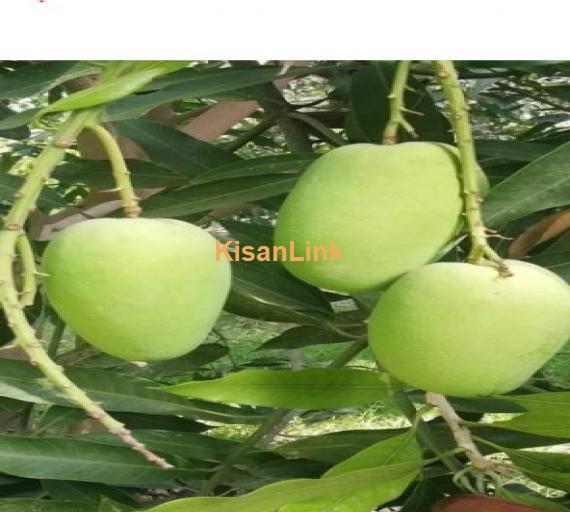 Dosehri Mango from Rahim Yar Khan ( رحیم یار خان)