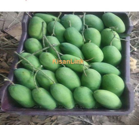 Dosehri Mango from Rahim Yar Khan ( رحیم یار خان)