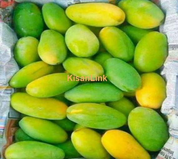 Dosehri Mango from Rahim Yar Khan ( رحیم یار خان)