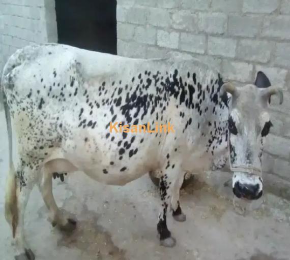 Cow For Sale