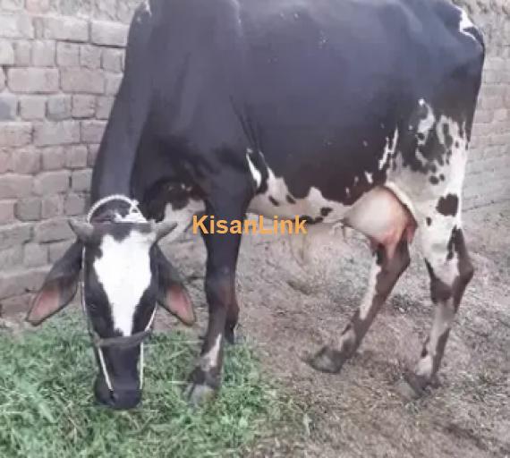 Cow For Sale