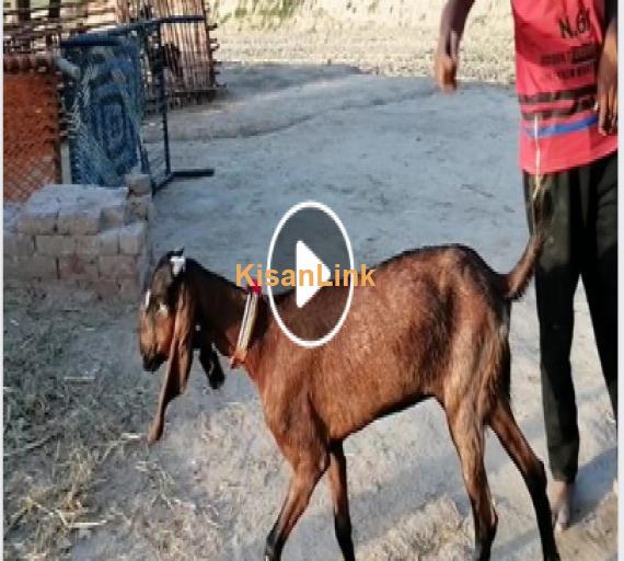 Goat for Sale