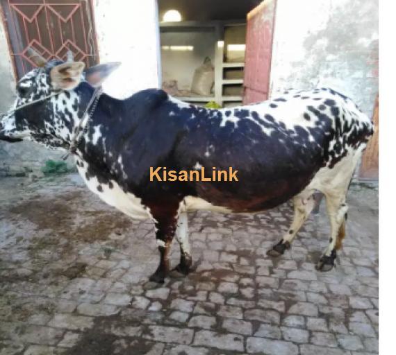 Cow For Sale