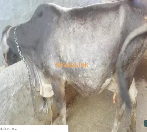 Cow For Sale