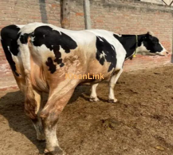 Cow For Sale