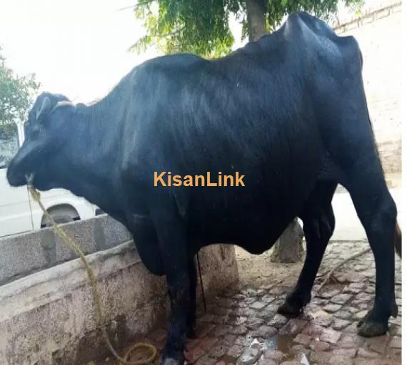 Cow For Sale