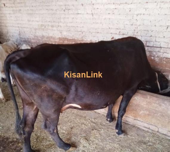 Cow For Sale