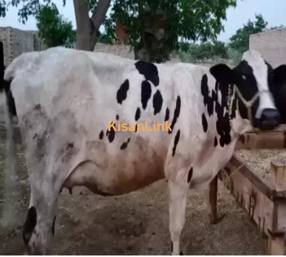 Cow For Sale