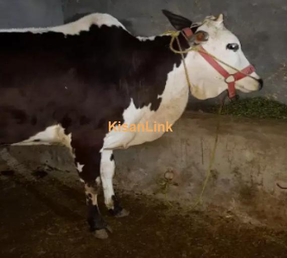 Cow For Sale