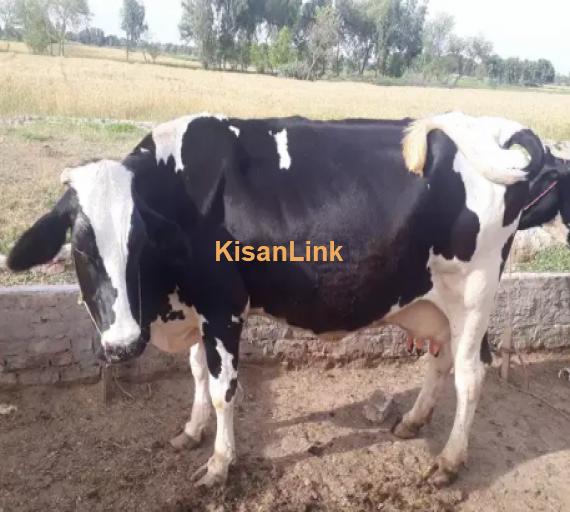 Cow For Sale