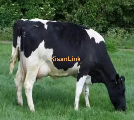 Cow For Sale