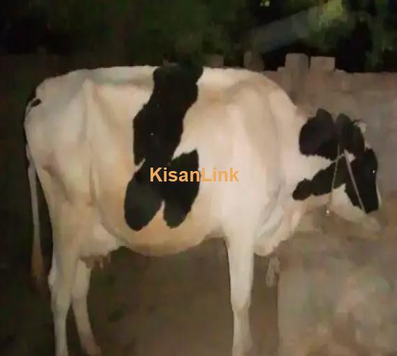 Cow For Sale