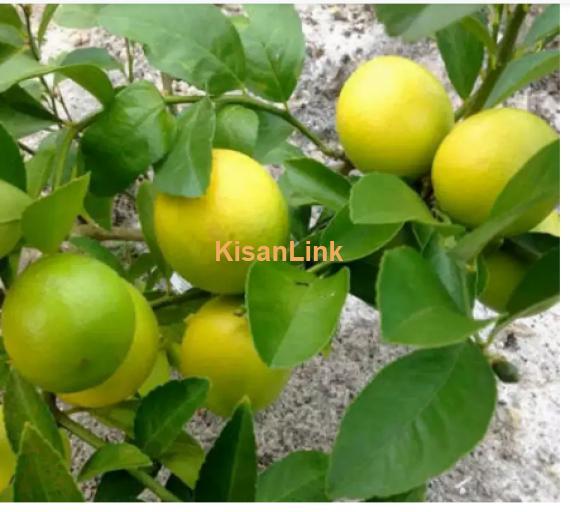 Lemon Plant