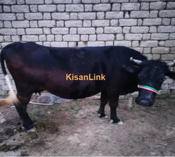 Cow For Sale