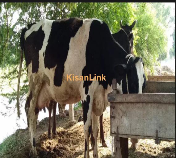 Cow For Sale