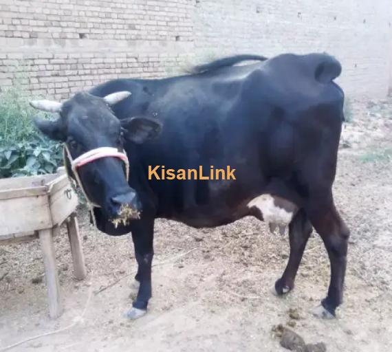 Cow For Sale