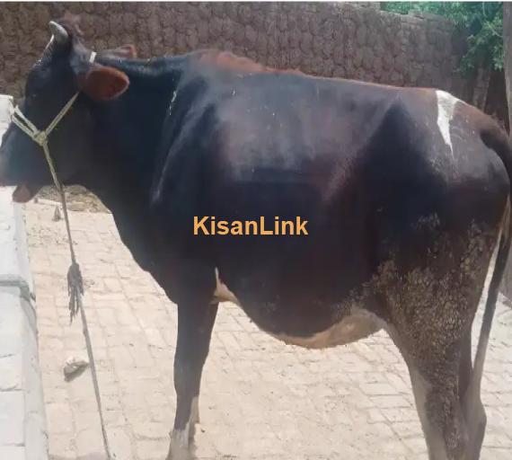 Cow For Sale