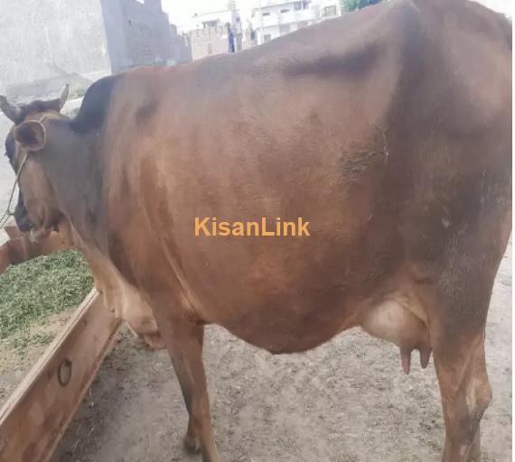 Cow For Sale