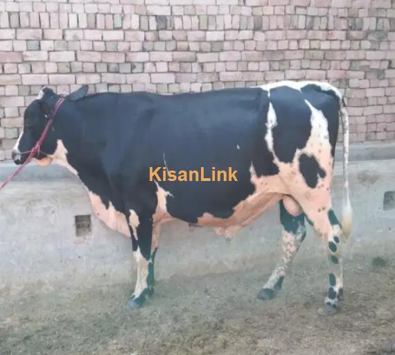 Cow For Sale