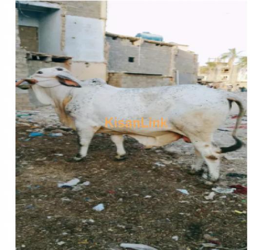 Cow For Sale