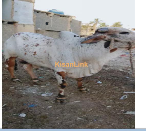 Cow For Sale