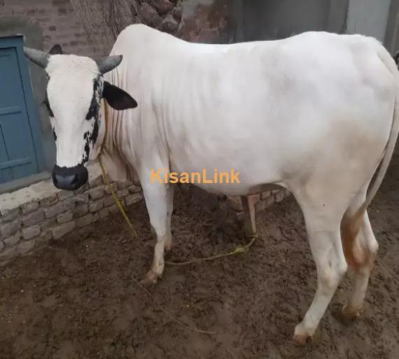 Cow For Sale