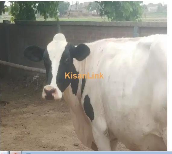 Cow For Sale