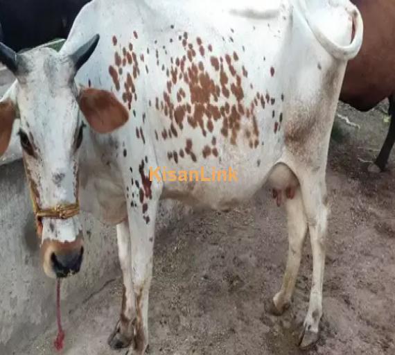 Cow For Sale