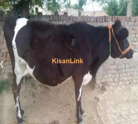 Cow For Sale