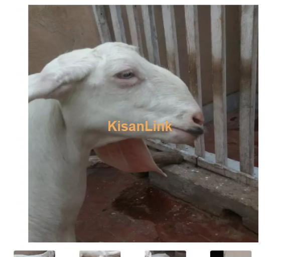 Goat for Sale