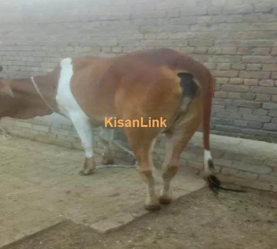 Cow For Sale