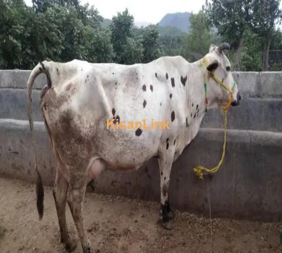 Cow For Sale