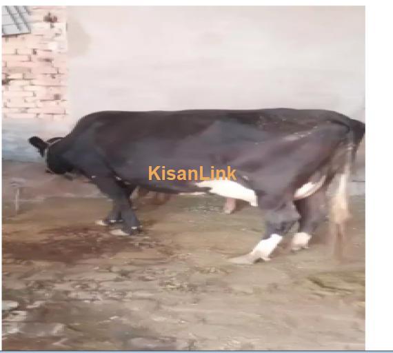 Cow For Sale