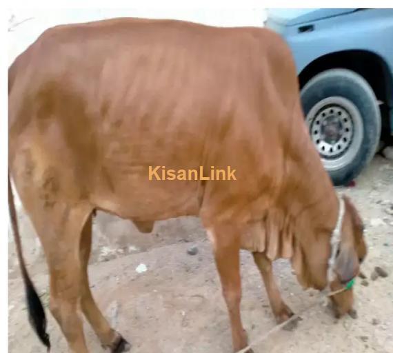 Cow For Sale