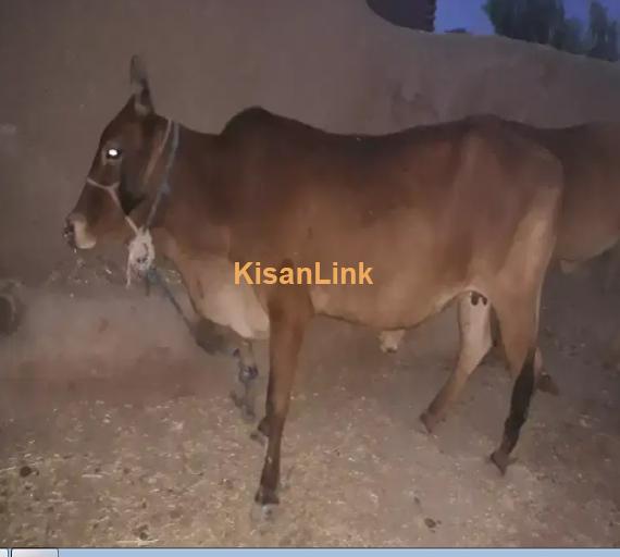 Cow For Sale