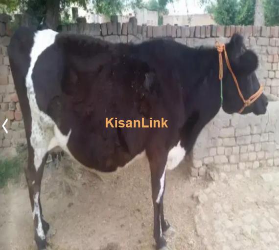 Cow For Sale