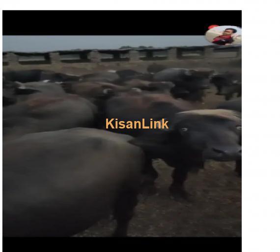 Buffalo For Sale