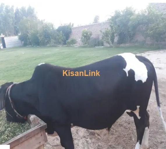 Cow For Sale