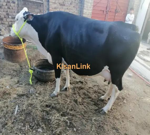 Cow For Sale