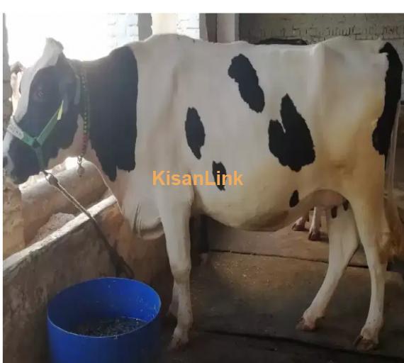 Cow For Sale