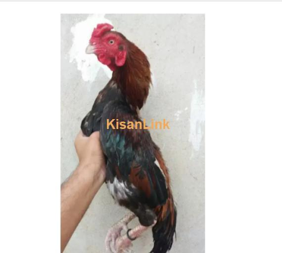 Hen For Sale