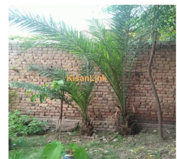 Kajoor tree for Sale