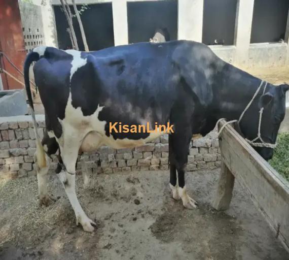 Cow For Sale