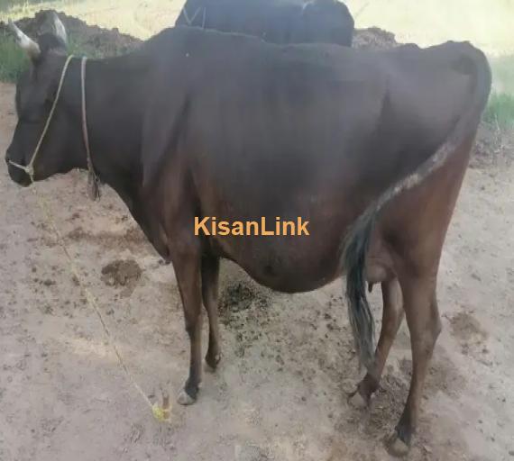 Cow For Sale