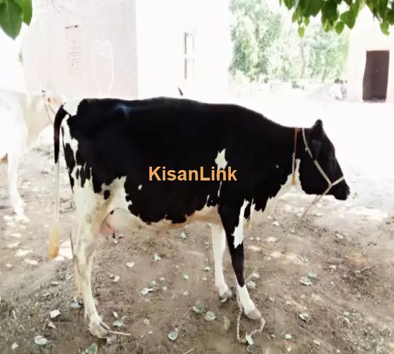 Cow For Sale