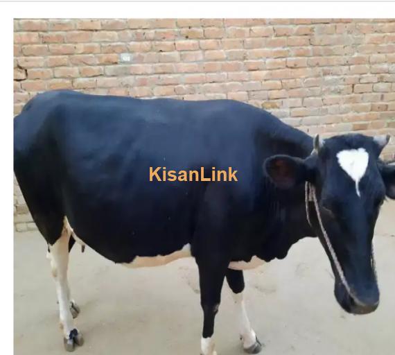 Cow For Sale