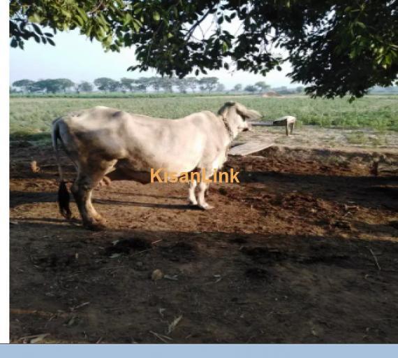 Cow For Sale