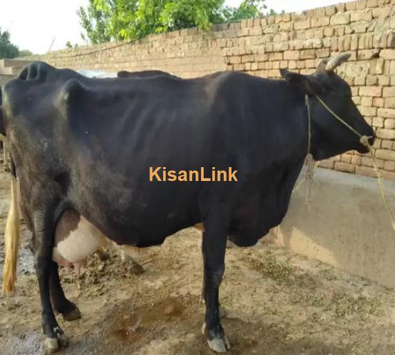 Cow For Sale