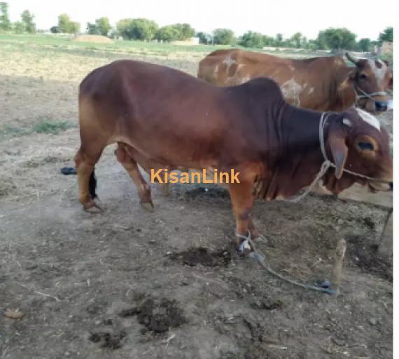 Cow For Sale