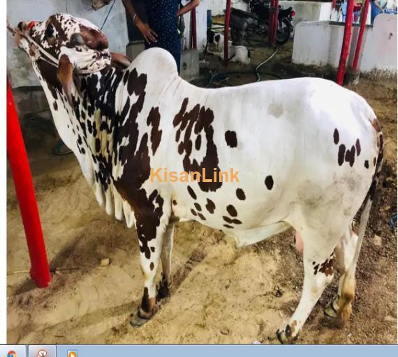 Cow For Sale